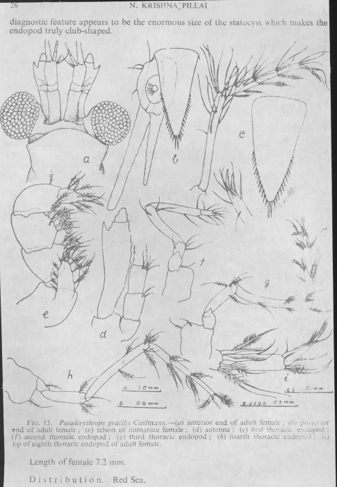 Pseuderythrops gracilis