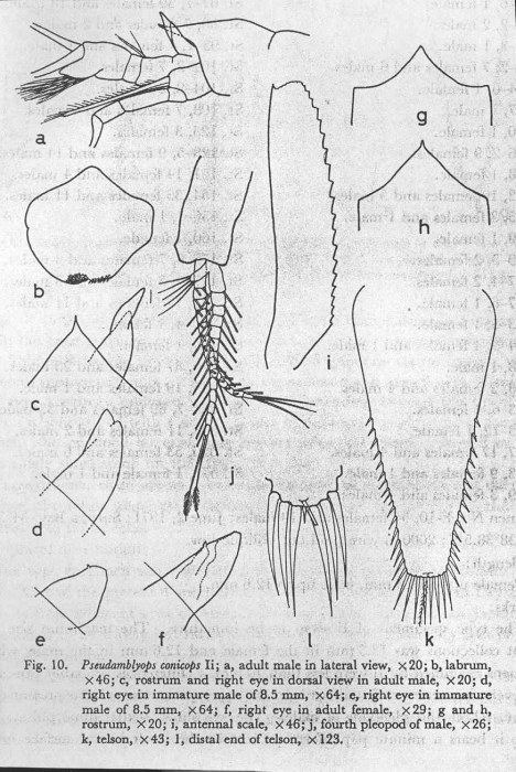 Pseudamblyops conicops