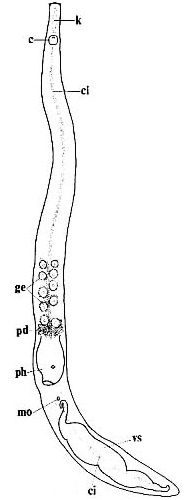 Nematoplana pullolineata Nematoplana pullolineata