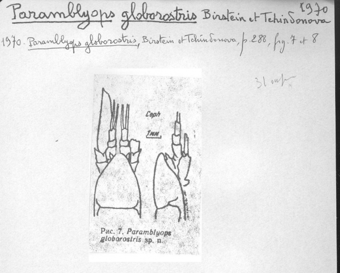 Paramblyops globorostris