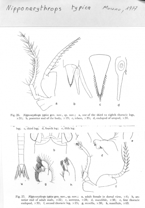 Nipponerythrops typica