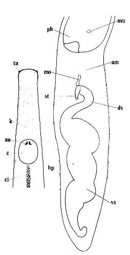 Nematoplana pullolineata Nematoplana pullolineata