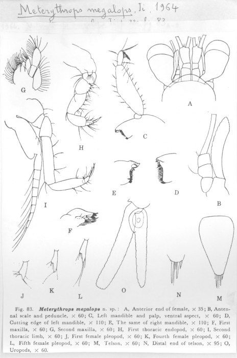 Meterythrops megalops