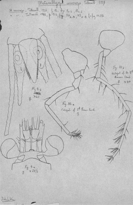 Metamblyops macrops