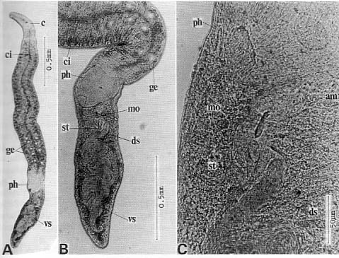 Nematoplana pullolineata Nematoplana pullolineata