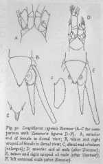 Longithorax capensis