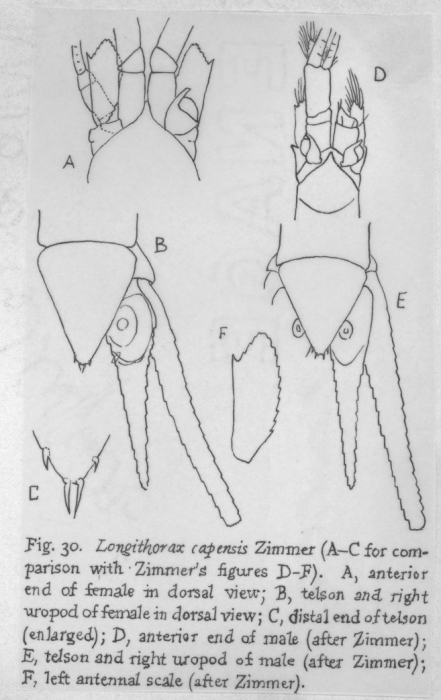 Longithorax capensis