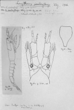 Longithorax similerythrops