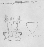 Katerythrops tattersalli