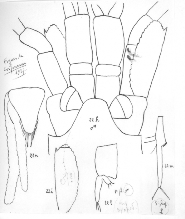 Illigiella brevisquamosa