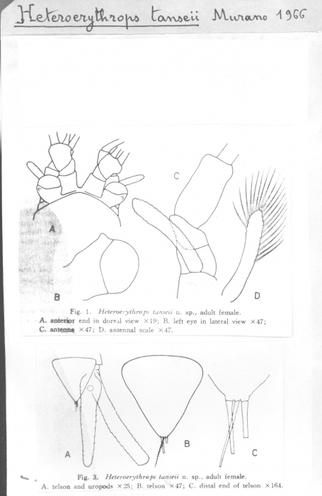 Heteroerythrops tanseii