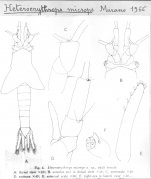 Heteroerythrops microps