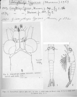 Gibberythrops typicus