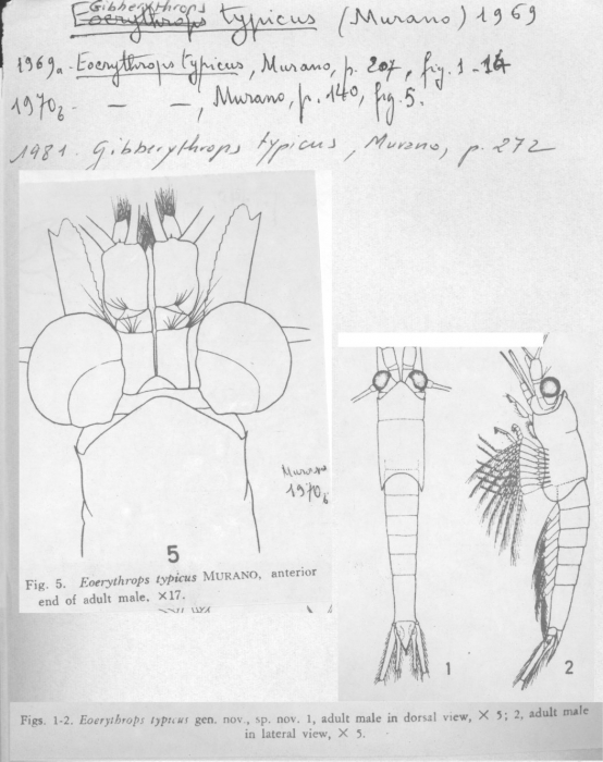 Gibberythrops typicus