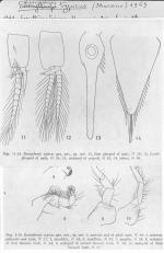 Gibberythrops typicus