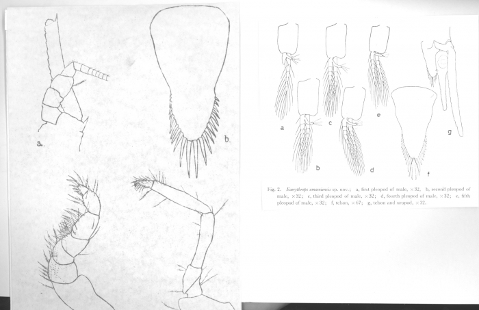 Gibberythrops stephensoni