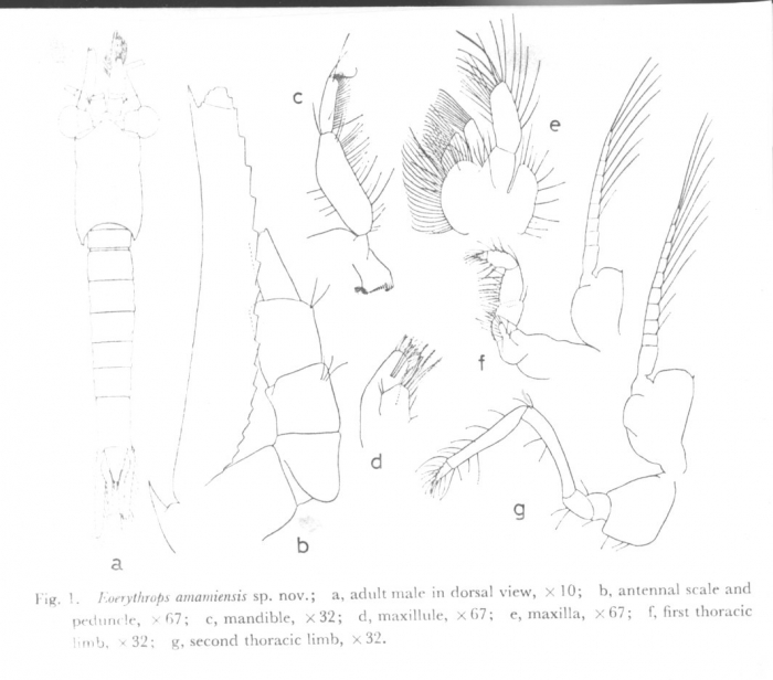 Gibberythrops stephensoni