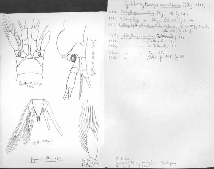 Gibberythrops acanthura