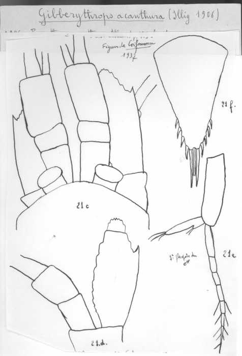 Gibberythrops acanthura