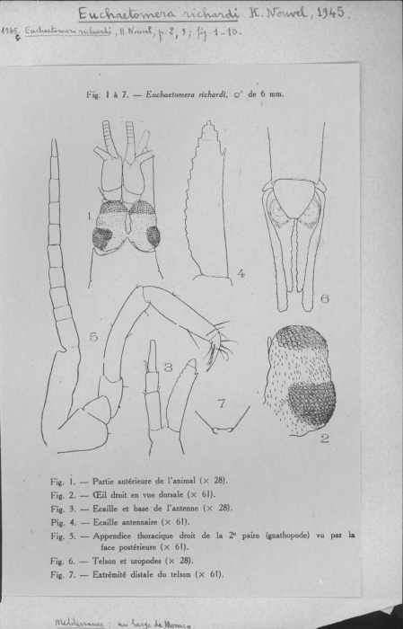 Euchaetomera richardi