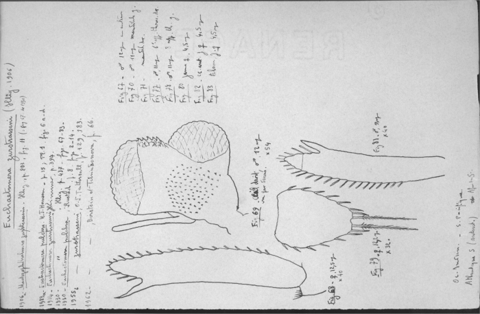 Euchaetomera zurstrasseni