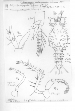 Echinomysis distinguenda