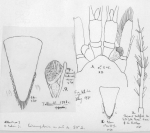 Dactylamblyops hodgsoni