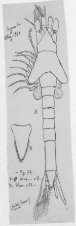 Dactylamblyops laticauda