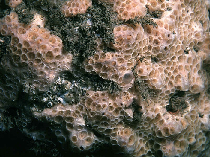 Hemimycale columella (Bowerbank, 1874) Hemimycale columella (Bowerbank, 1874)