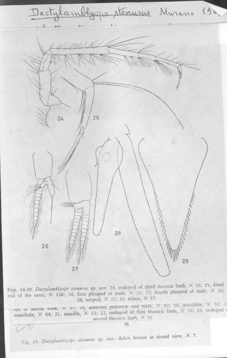 Dactylamblyops stenurus