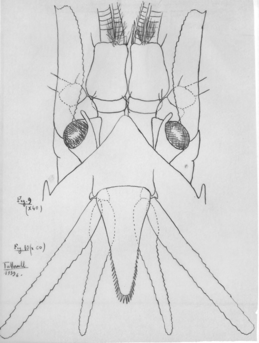 Dactylamblyops murrayi