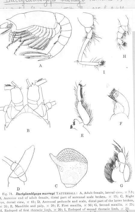 Dactylamblyops murrayi