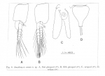 Amathimysis serrata