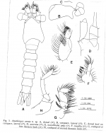 Amathimysis serrata