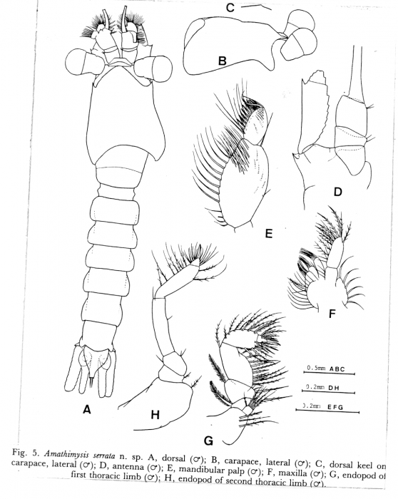 Amathimysis serrata