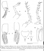 Amathimysis gibba