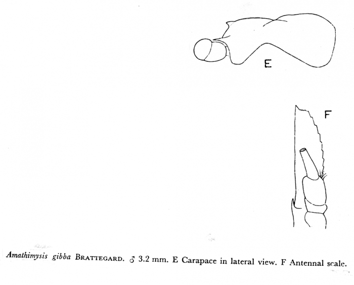 Amathimysis gibba