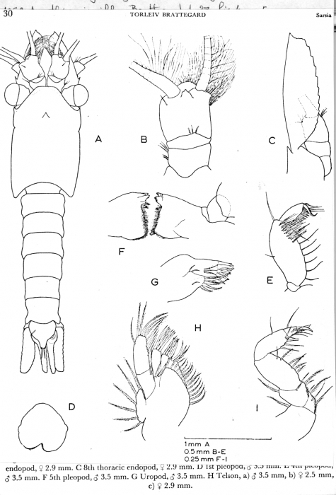 Amathimysis gibba