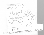 Amathimysis cherados