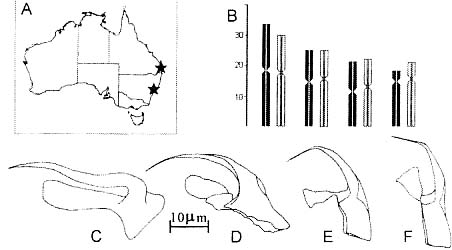 Polystyliphora cannoni