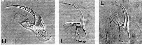 Polystyliphora cannoni