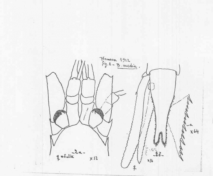 Boreomysis (Boreomysis) californica