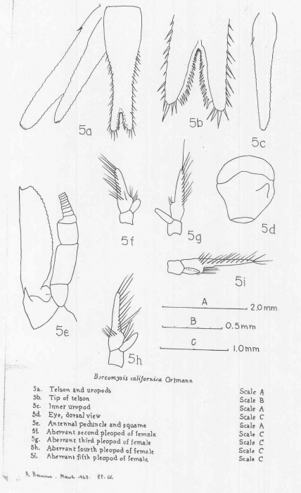 Boreomysis (Boreomysis) californica