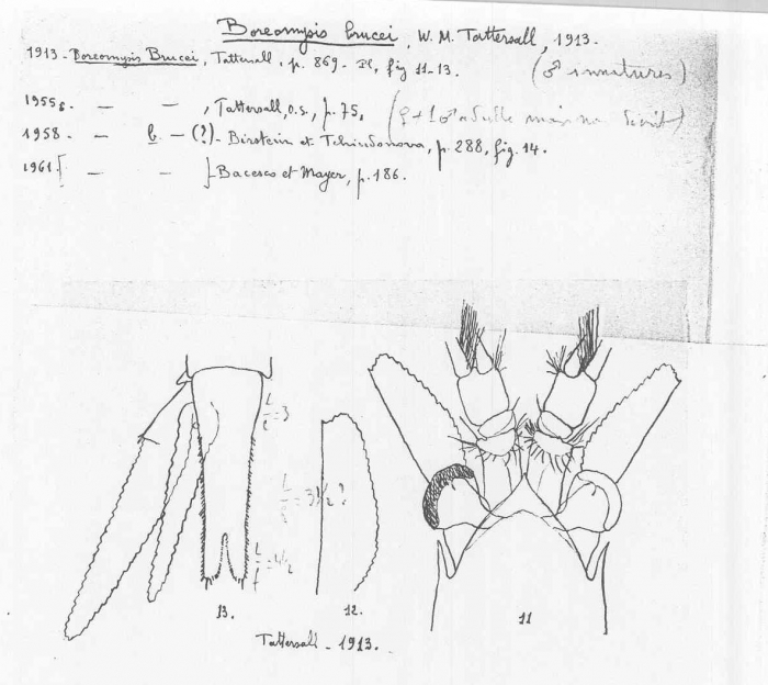 Boreomysis (Boreomysis) brucei