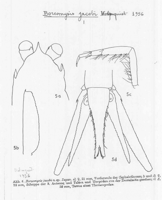 Boreomysis (Boreomysis) jacobi