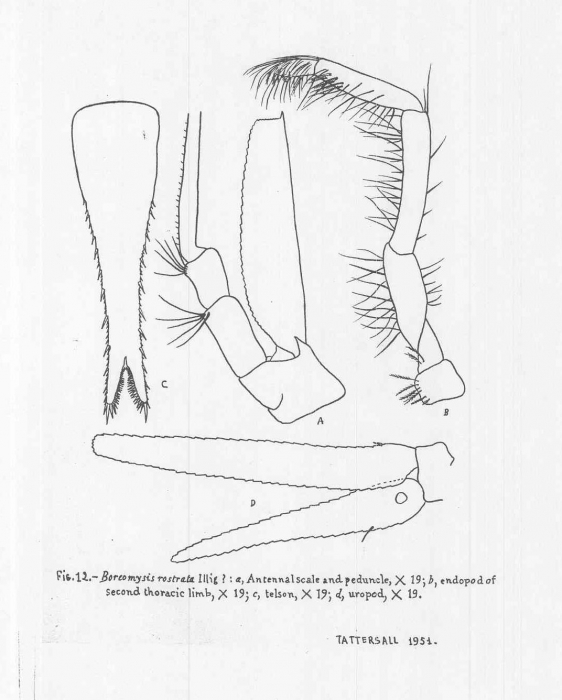 Boreomysis (Boreomysis) jacobi