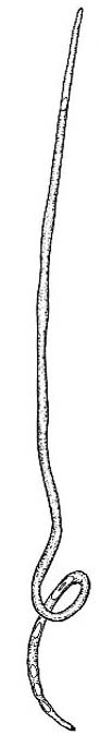 Polystyliphora darwini Polystyliphora darwini