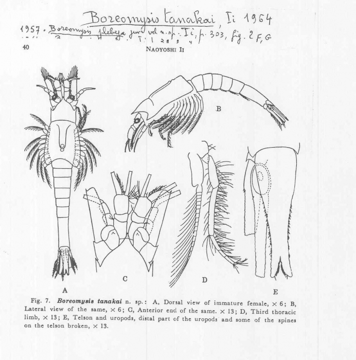 Boreomysis (Boreomysis) tanakai