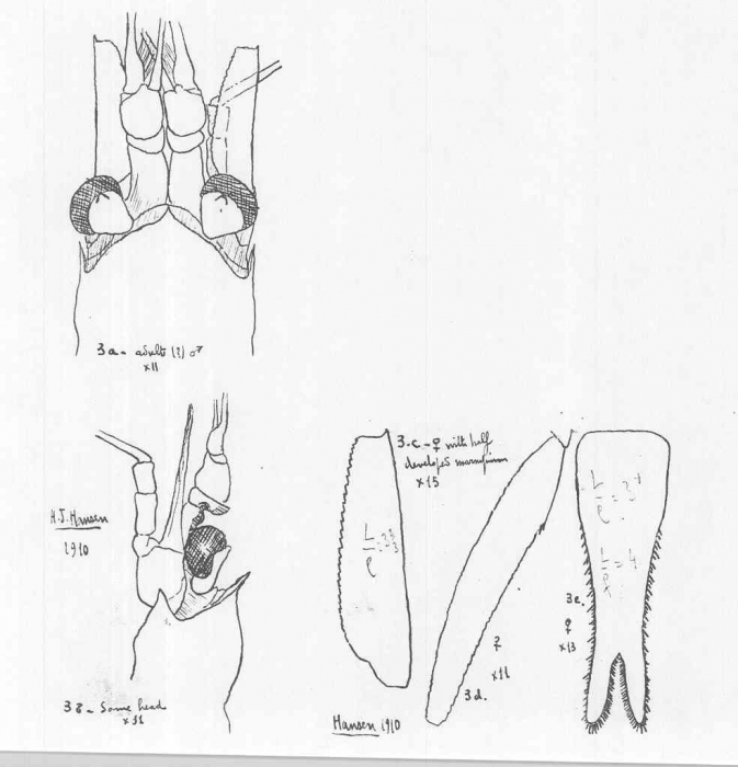 Boreomysis (Boreomysis) sibogae