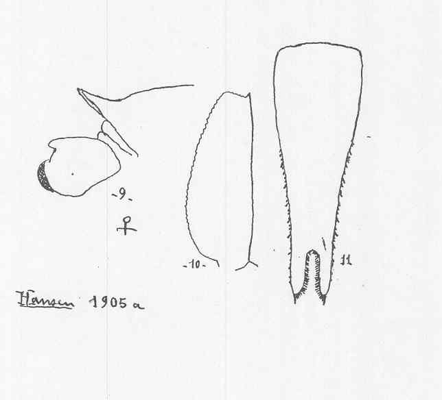 Boreomysis (Boreomysis) semicoeca Boreomysis (Boreomysis) semicoeca